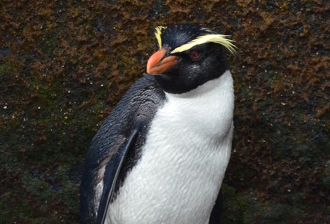 A Milford Sound local, the Fiordland crested penguin. Stay at Milford Sound Lodge to meet him.