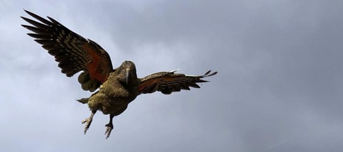 A kea comes in to land in Milford Sound. A Milford Sound Lodge regular guest.