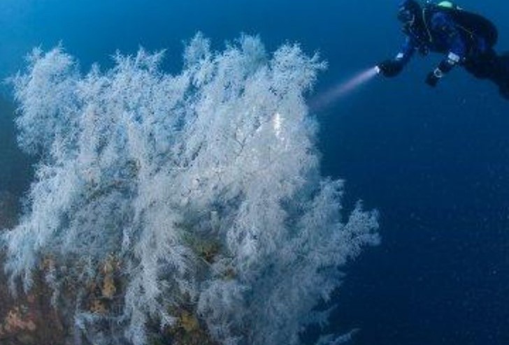 A diver shines a light on a piece of coral in a Milford Sound Dive experience, Milford Sound Lodge.