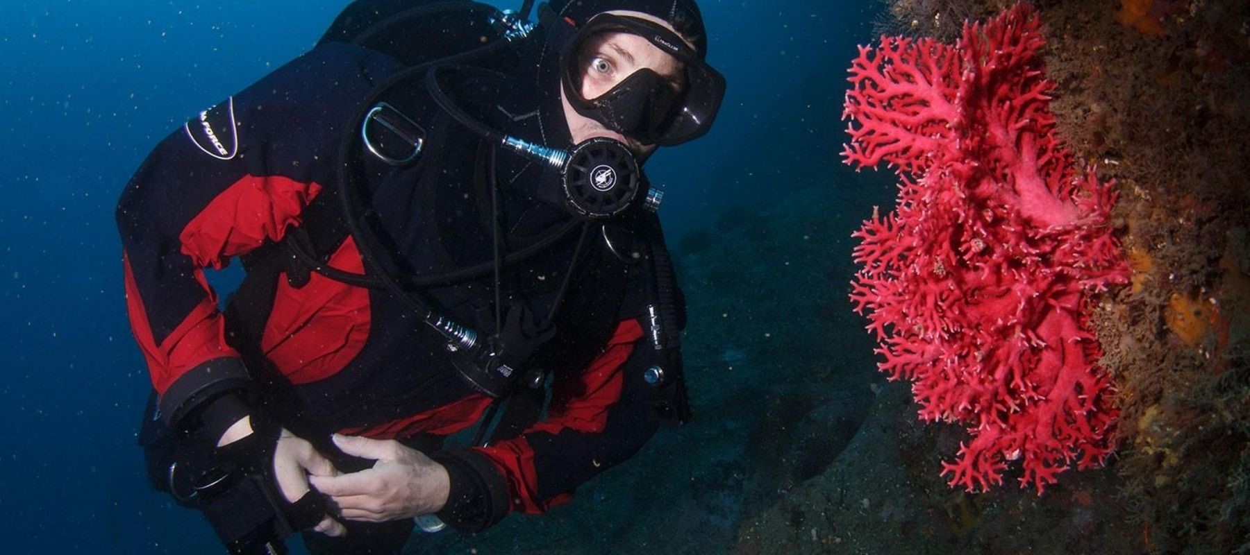 A diver looks at a vibrant red coral in Milford Sound, one of Milford Sound Lodge's activities.