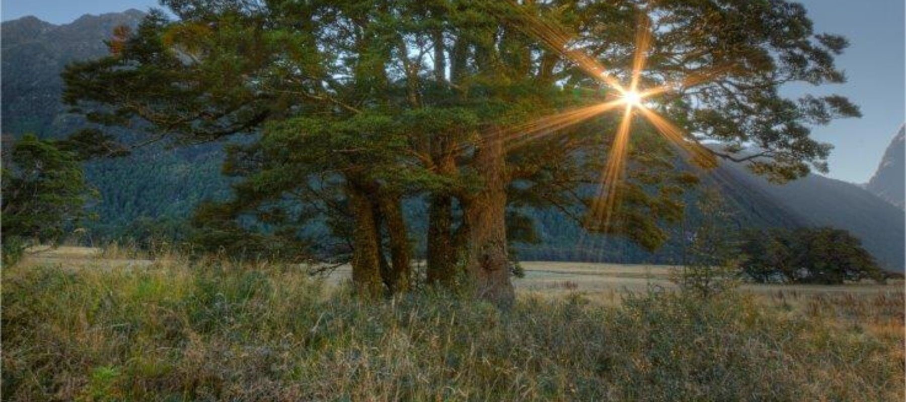A light shining through a totara tree in Milford Sound.