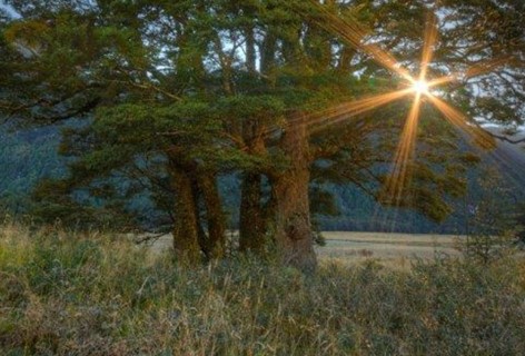 A light shining through a totara tree in Milford Sound.