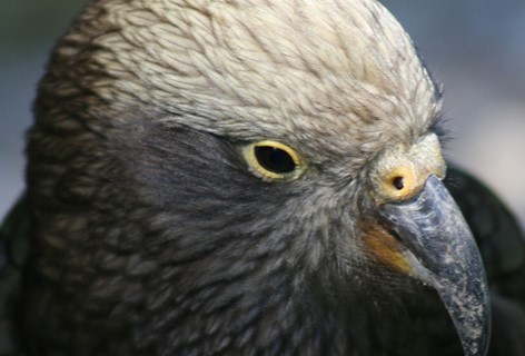 A close up of a kea, local wildlife in Milford Sound. Regular guests at Milford Sound Lodge.