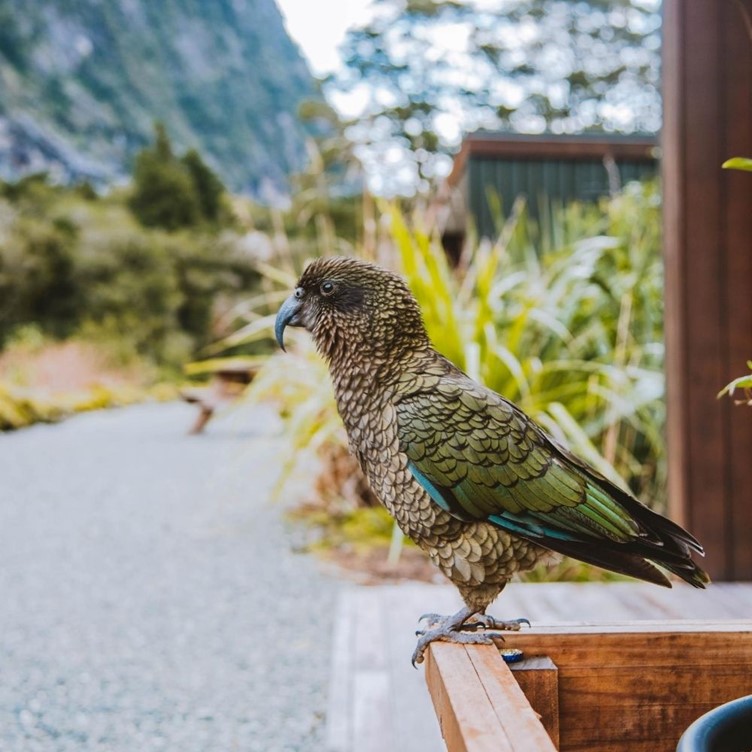 Visit our wildlife at Milford Sound